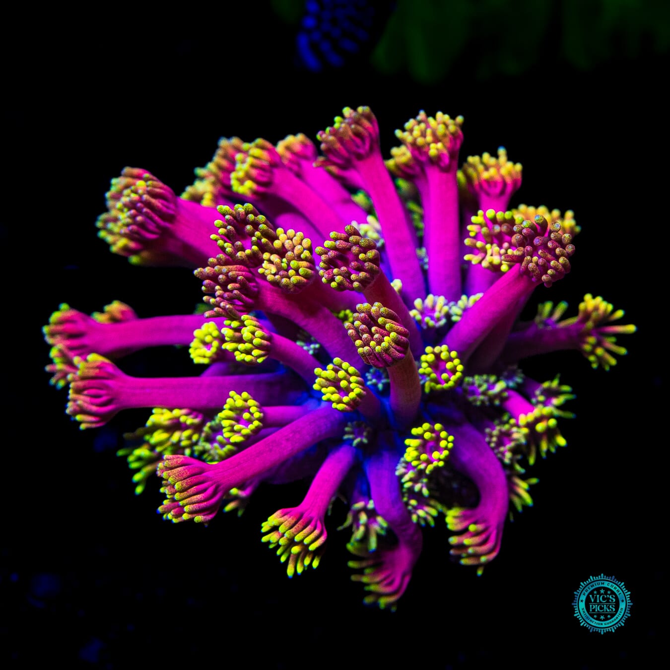 WWC Hollywood Nights Goniopora - Daylight Photo