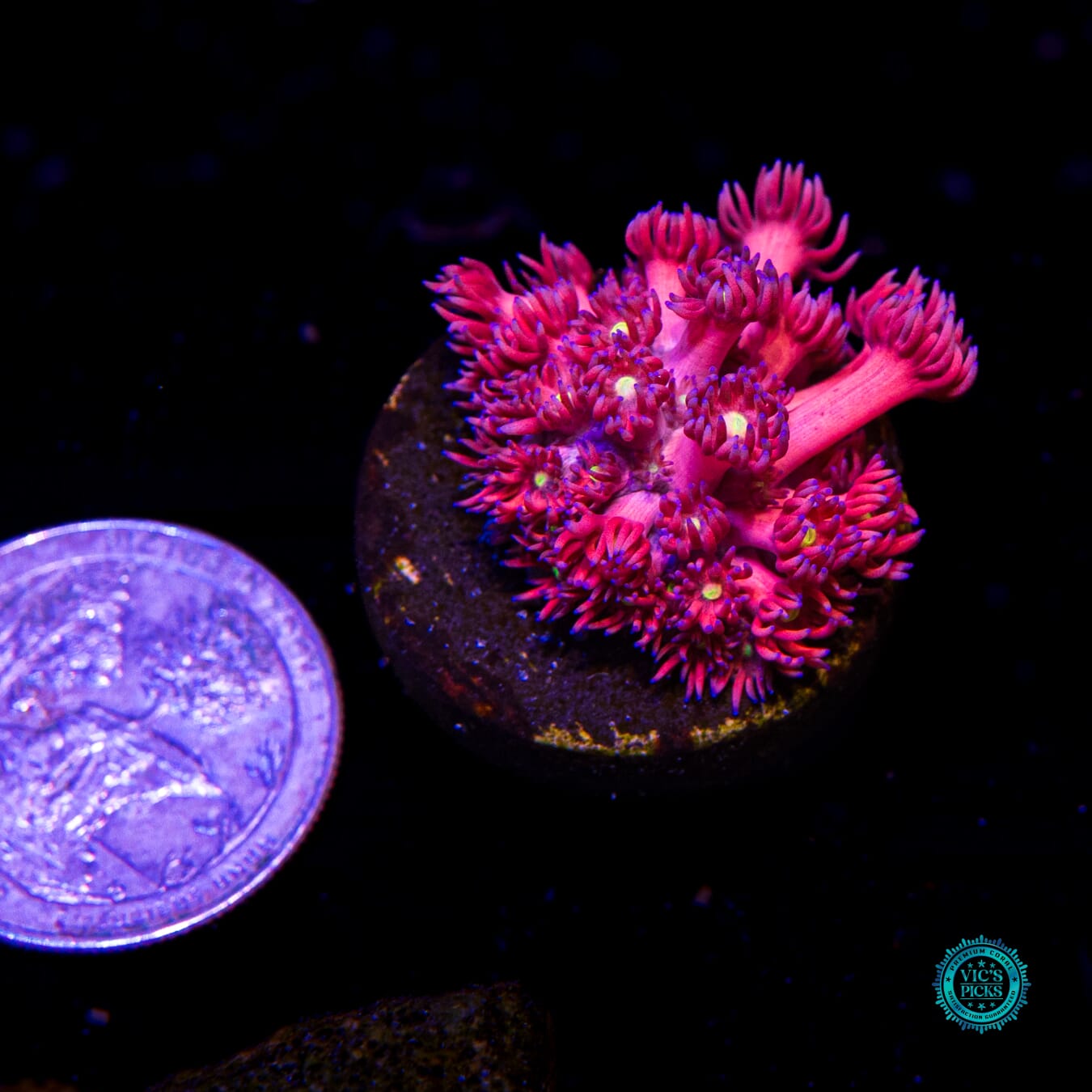 WWC Cherry Bonkerz Goniopora - Actinic Photo