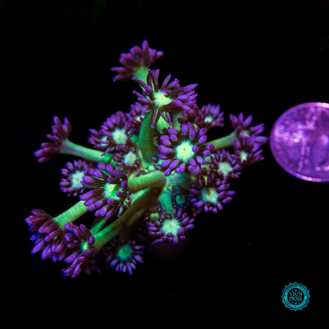 WWC Shadow Flame Goniopora - Actinic Photo