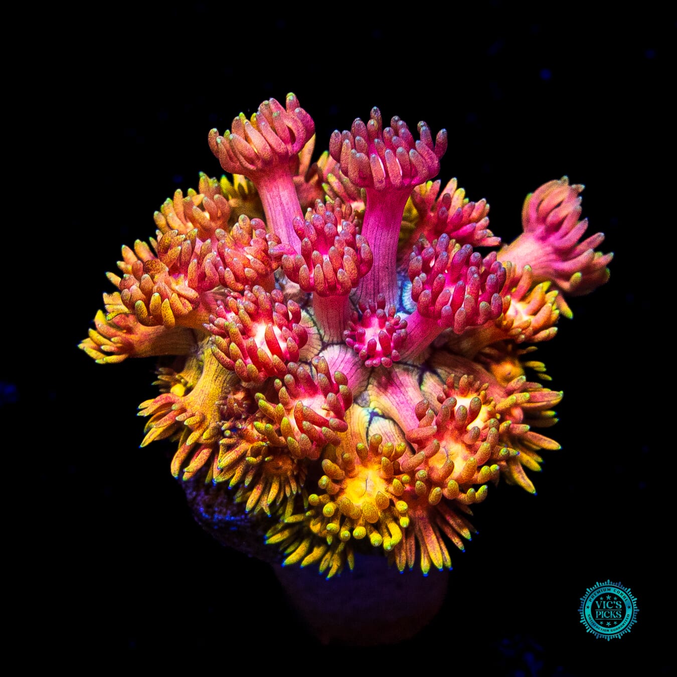 WWC Jewel Thief Goniopora - Daylight Photo