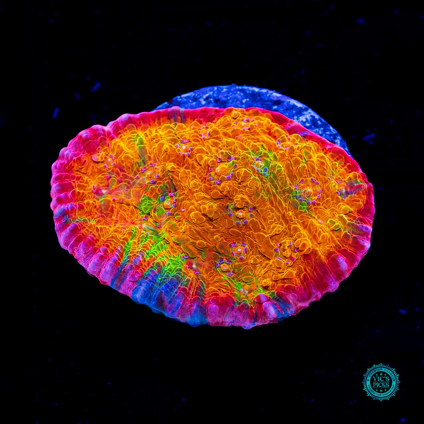 POTO Rainbow Peacock Chalice - Daylight Photo