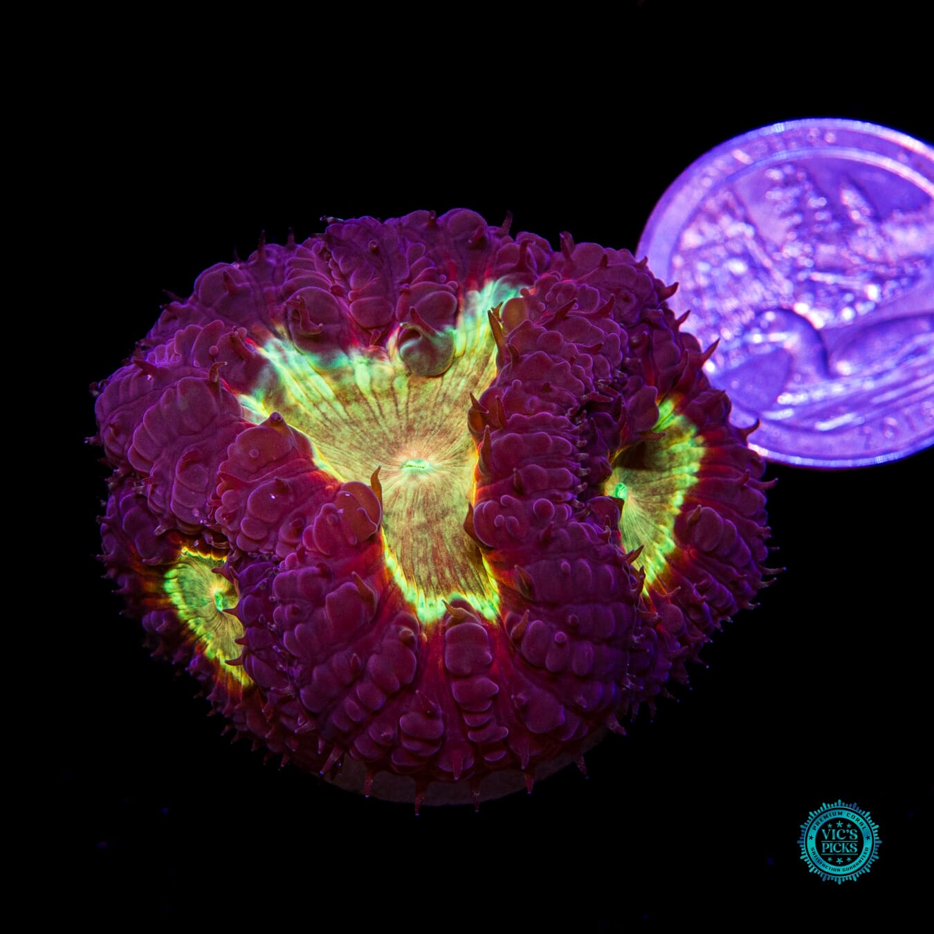 Chaotic Lunacy Blastomussa - Actinic Photo