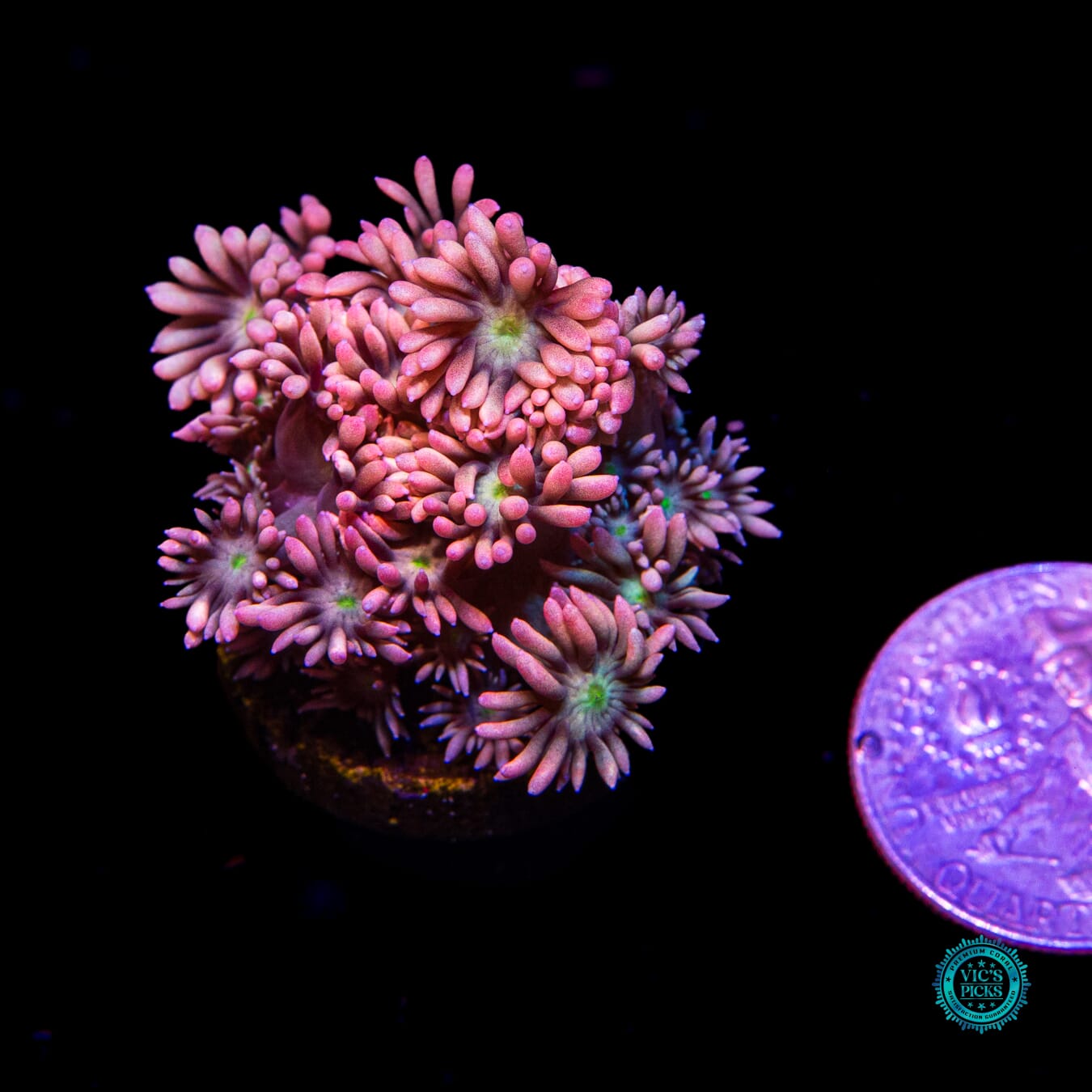 WWC Bay Watch Goniopora - Actinic Photo