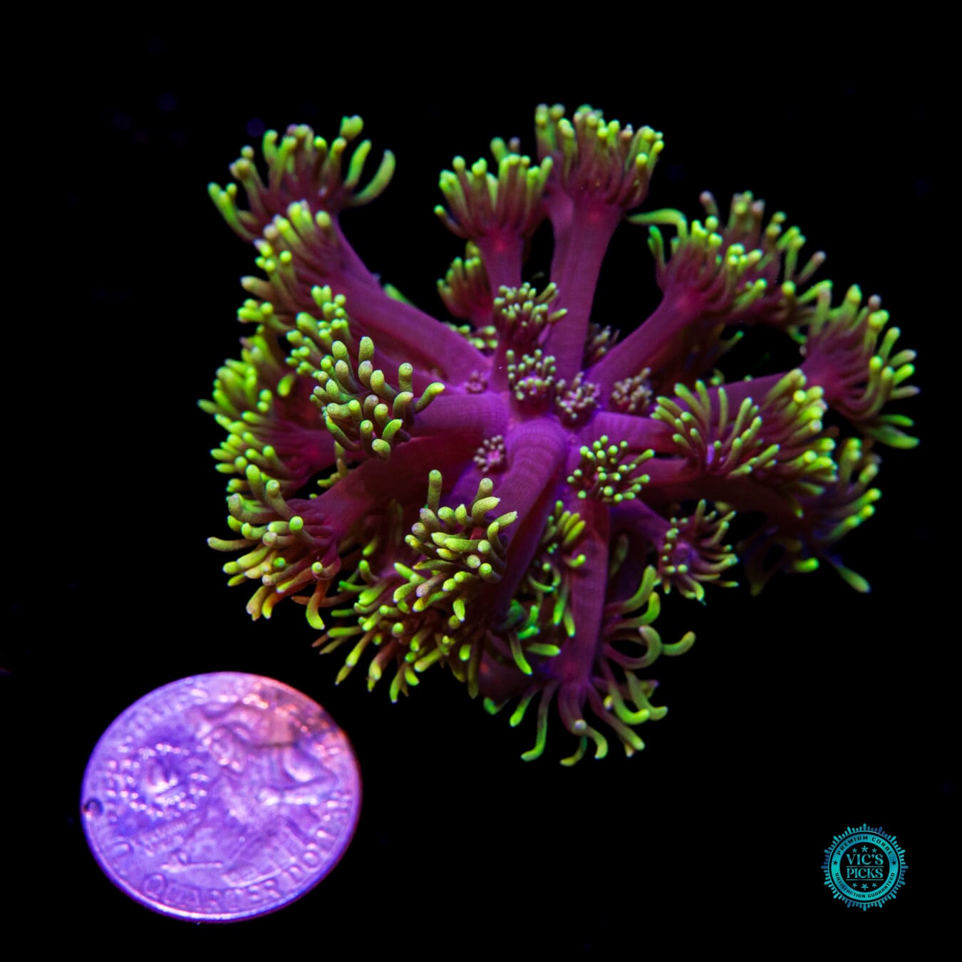 WWC Sunflower Goniopora - Actinic Photo