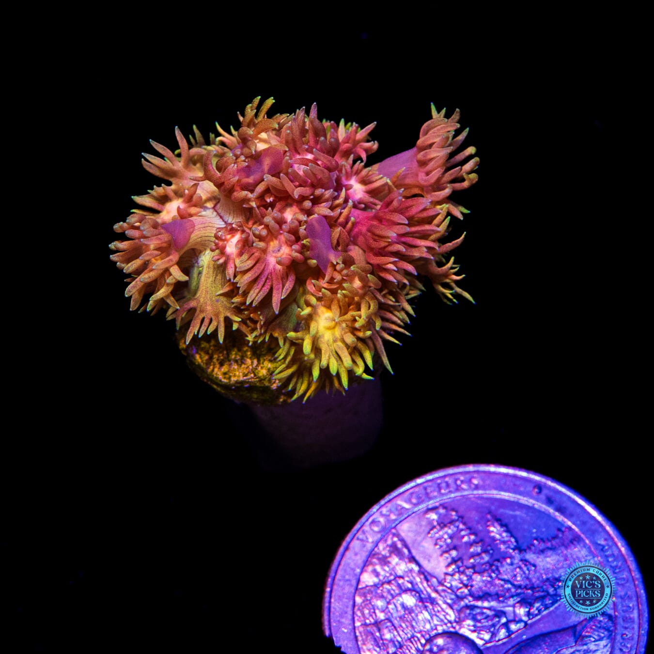 WWC Jewel Thief Goniopora - Actinic Photo