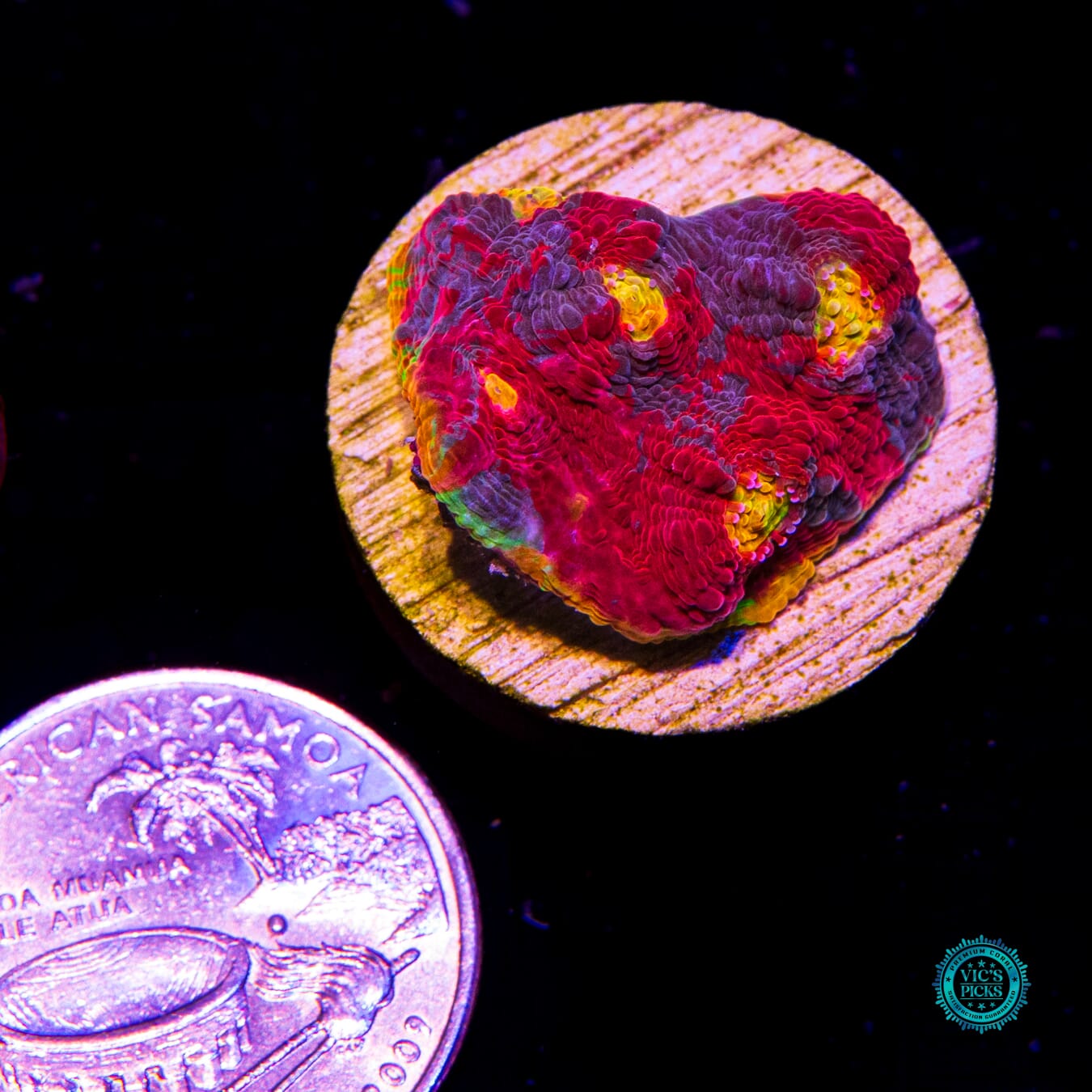WWC Jelly Bean Rainbow Chalice - Actinic Photo