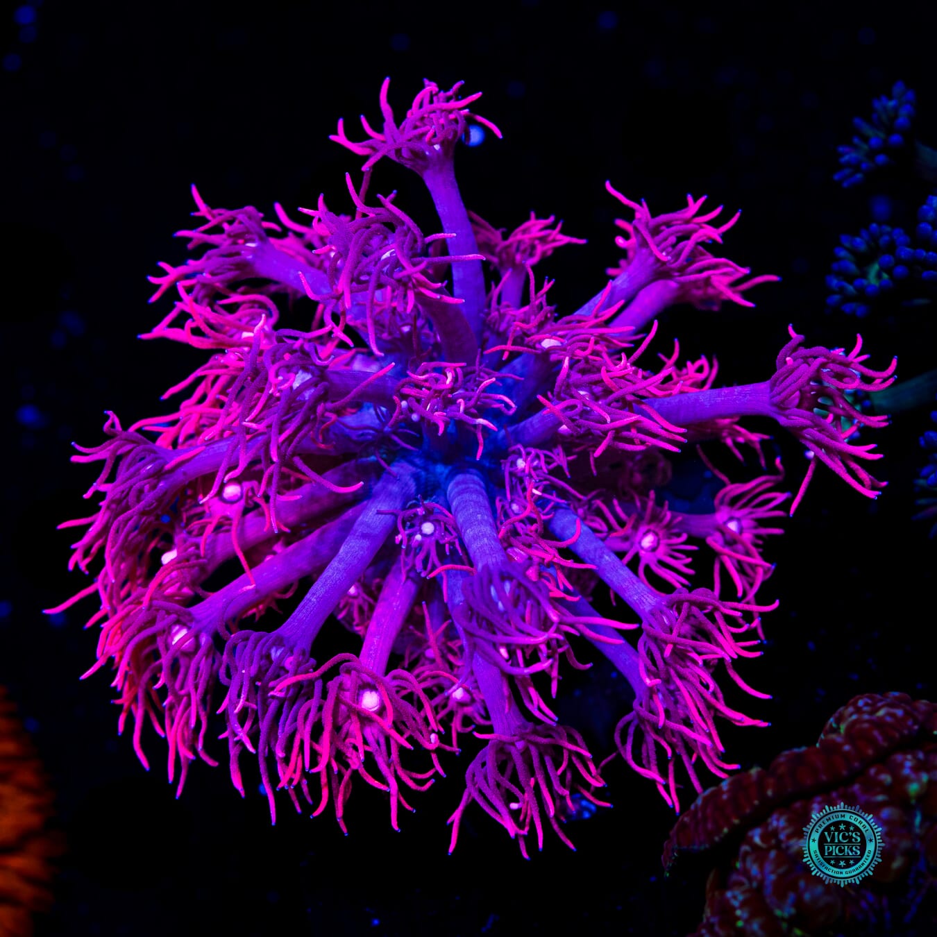 WWC Pink Lady Goniopora - Daylight Photo