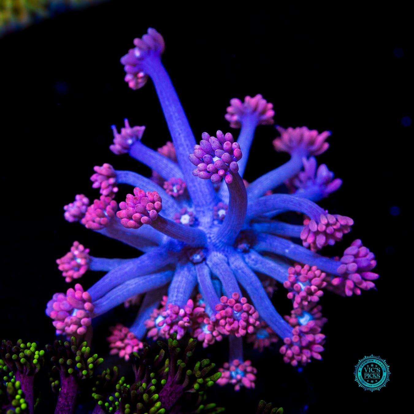 WWC Sixteen Candles Goniopora - Daylight Photo