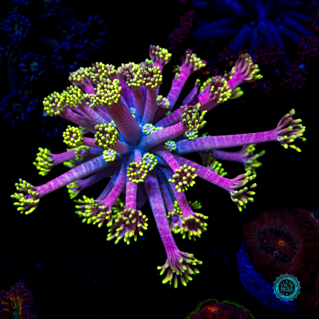 WWC Hail Hydra Goniopora - Daylight Photo
