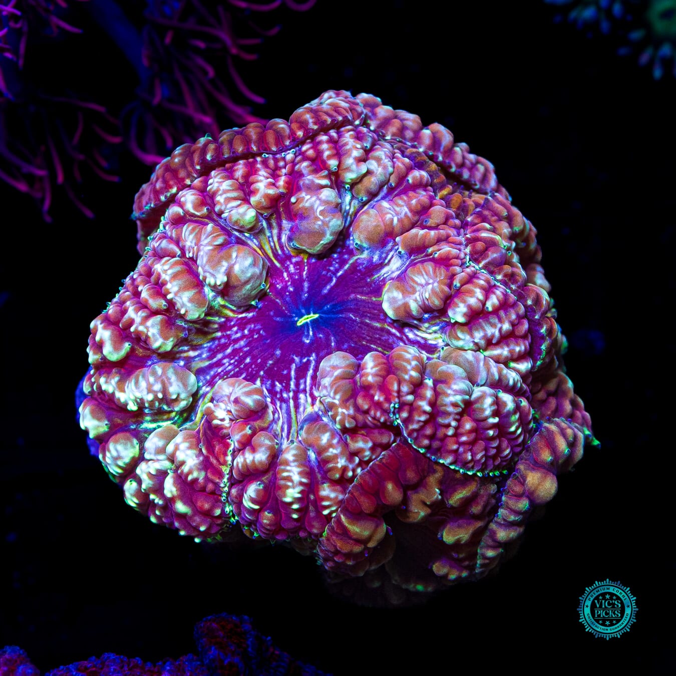 Bloodstone Blastomussa - Daylight Photo
