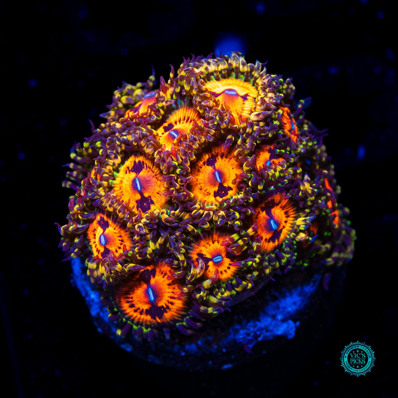 Bowtie Blaster Zoanthids - Daylight Photo