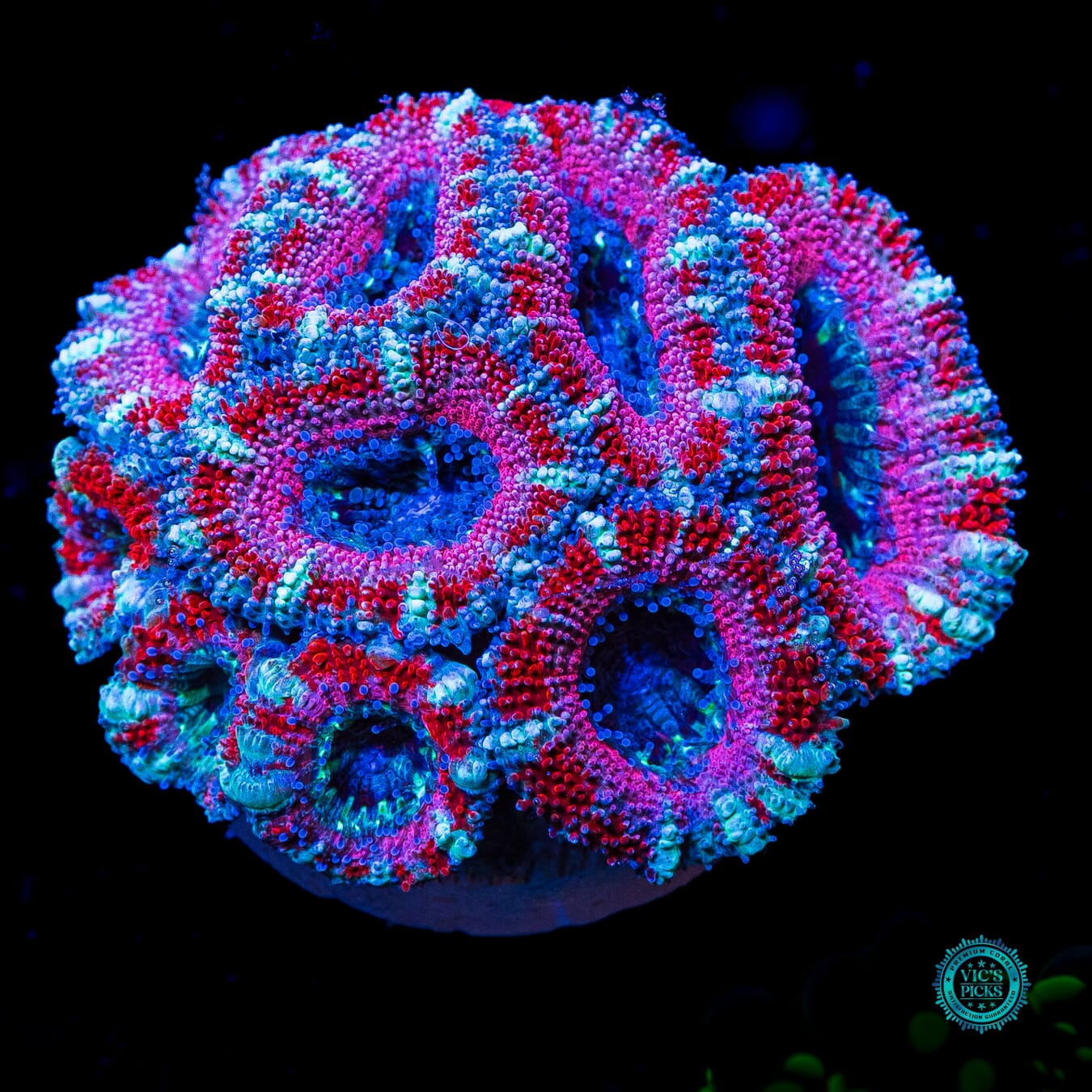 Cotton Candy Aussie Lord - Daylight Photo