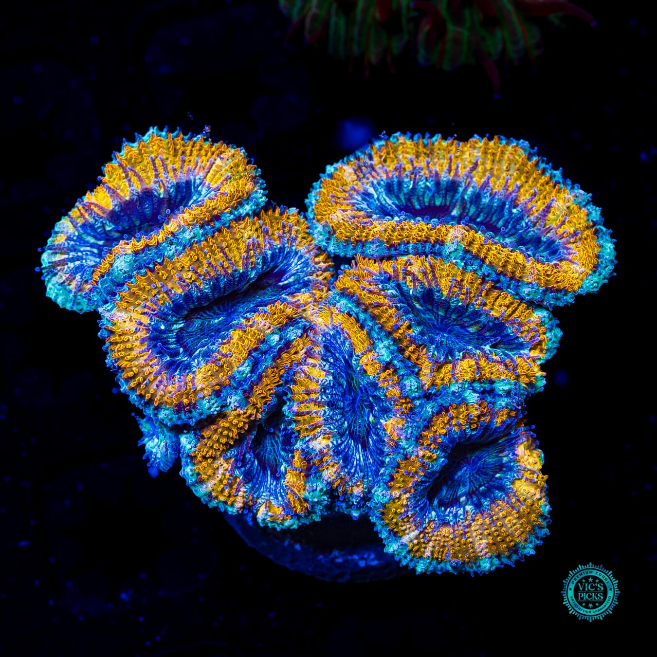 Golden Monkey Aussie Lord - Daylight Photo