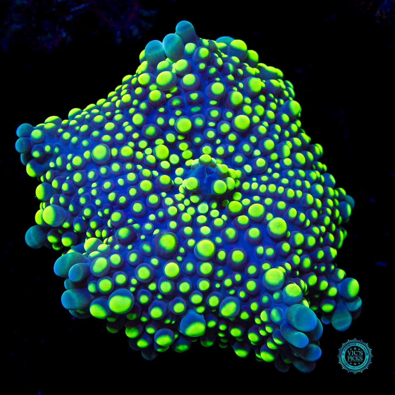 Lemon Lime Lovin Yuma Mushroom - Daylight Photo