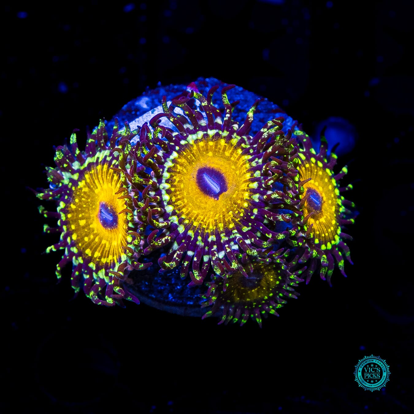 Godbeast Zoanthids - Daylight Photo