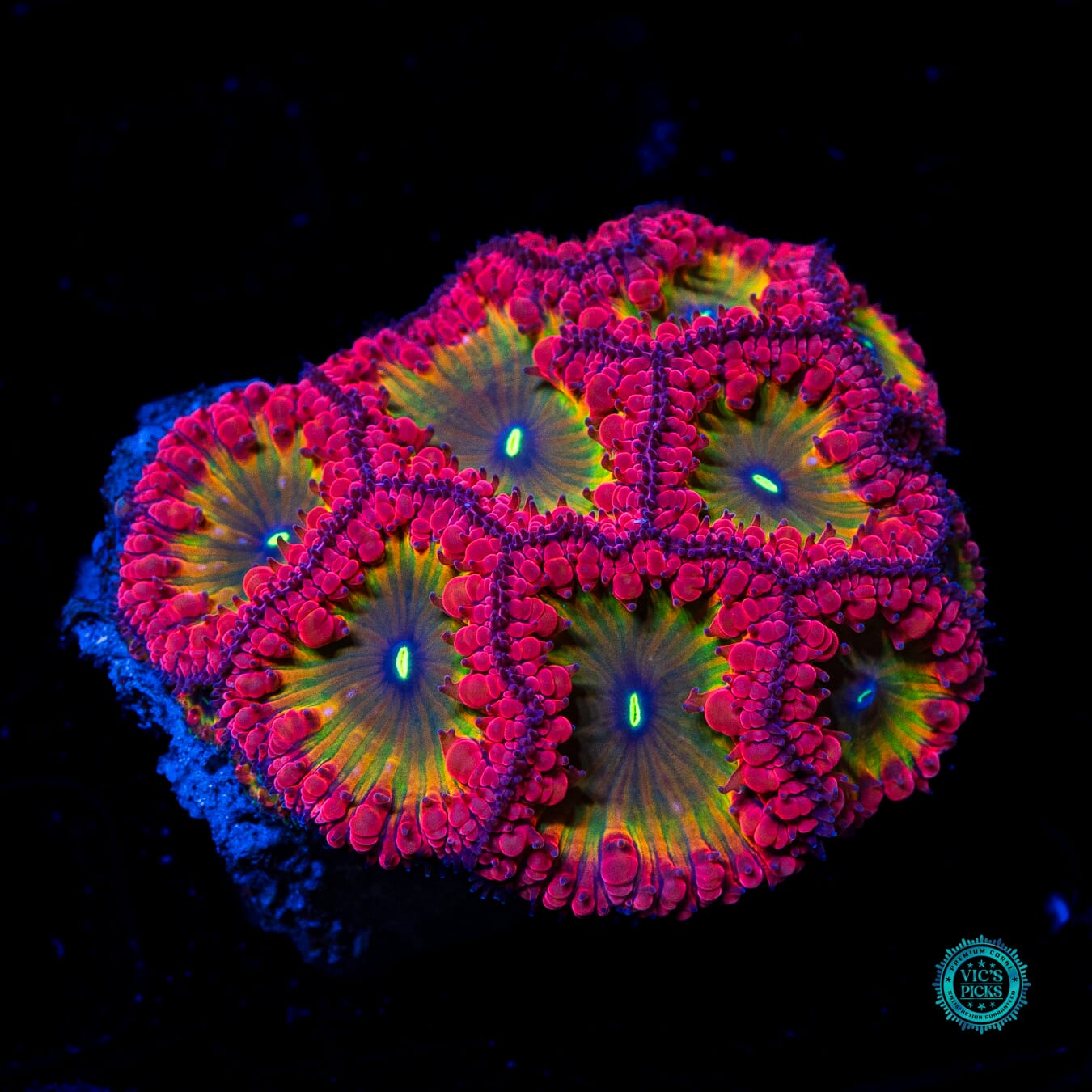 WWC Rainbow Blastomussa - Daylight Photo