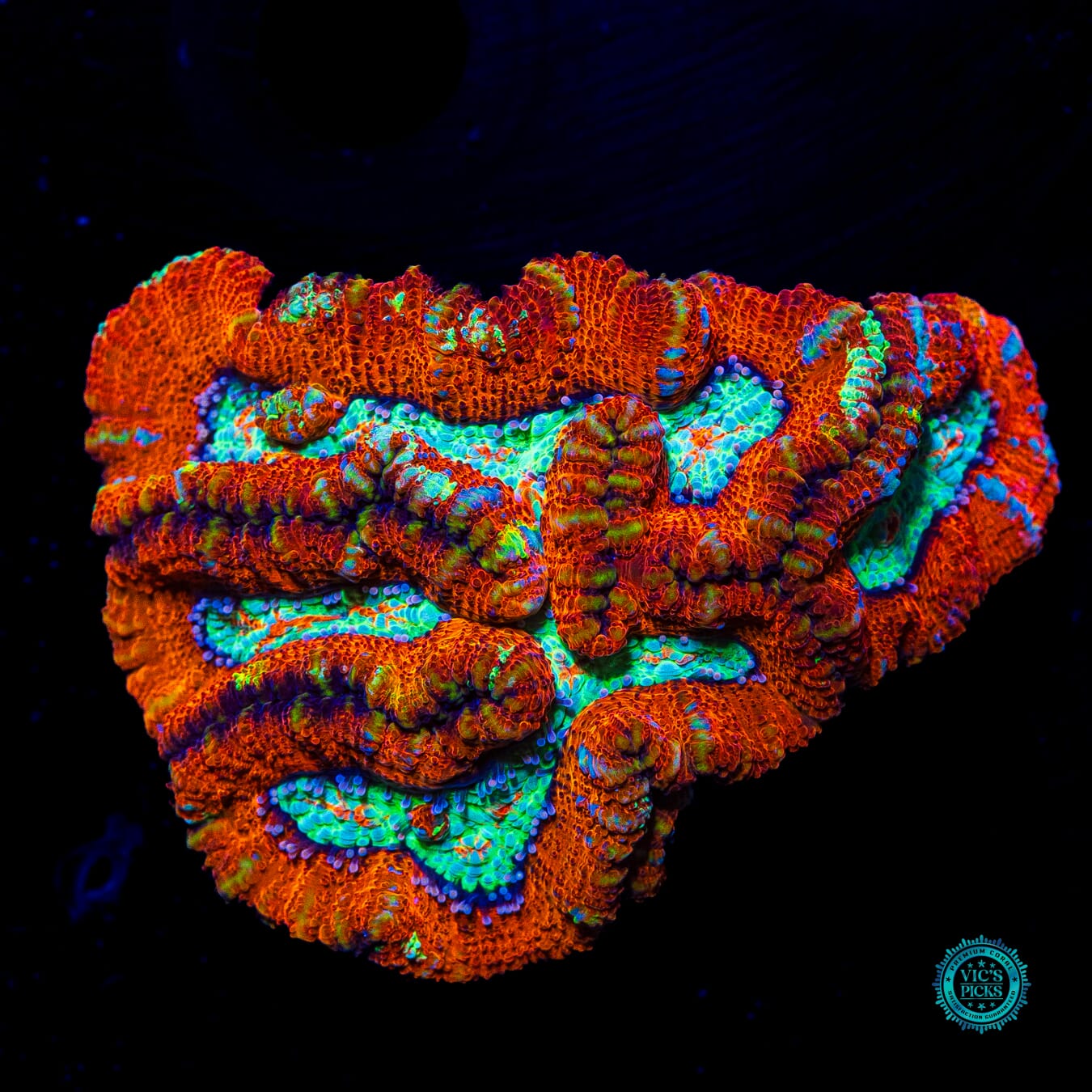 Blood Tiger Symphyllia Wilsoni - Daylight Photo