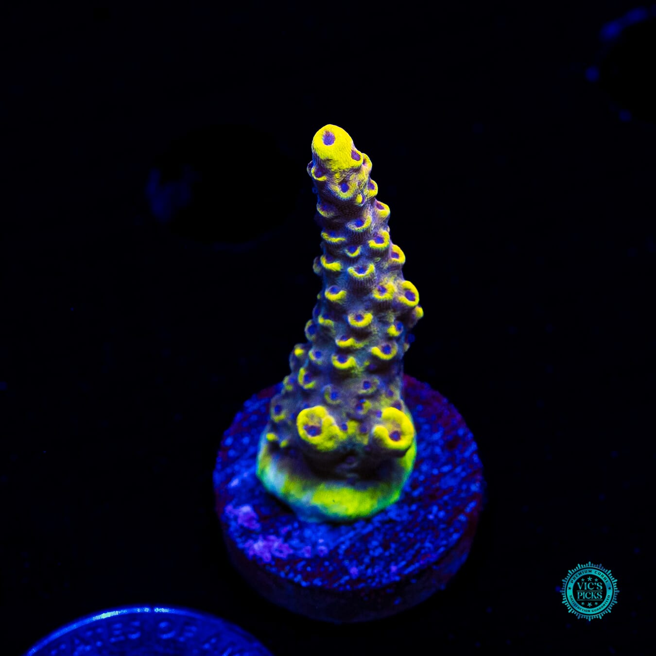 WWC Yellow Fever Acropora - Daylight Photo