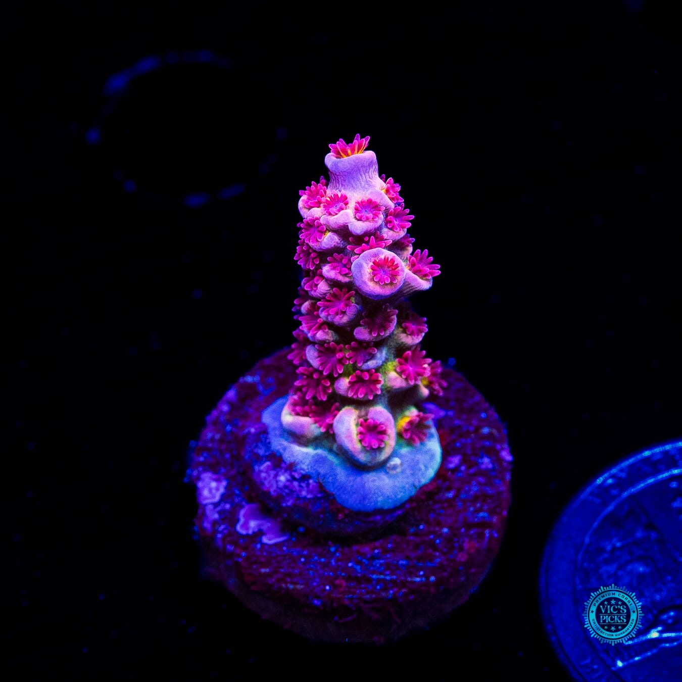 WWC Maximum Effort Tenuis Acropora - Daylight Photo