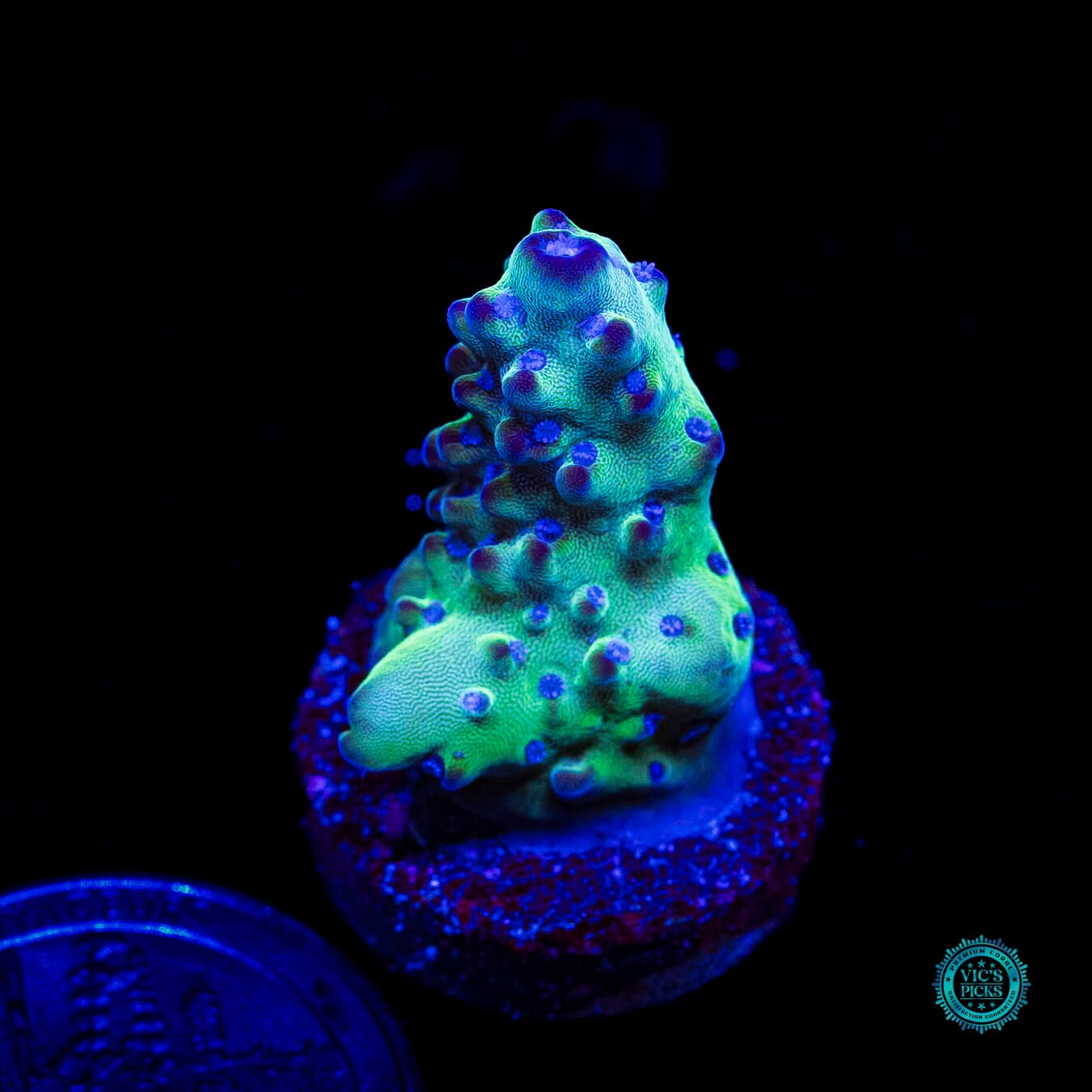 WWC Josh's Granulosa Acropora - Daylight Photo