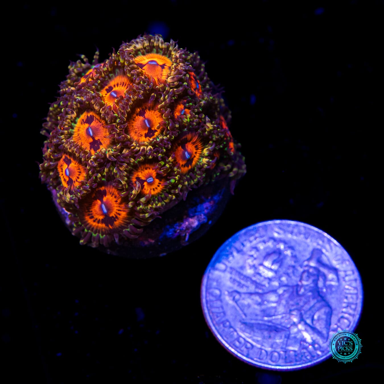Bowtie Blaster Zoanthids - Actinic Photo