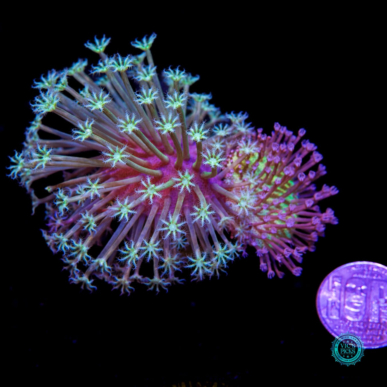 Weeping Willow and Silver Polyp Toadstool Combo Leather - Actinic Photo