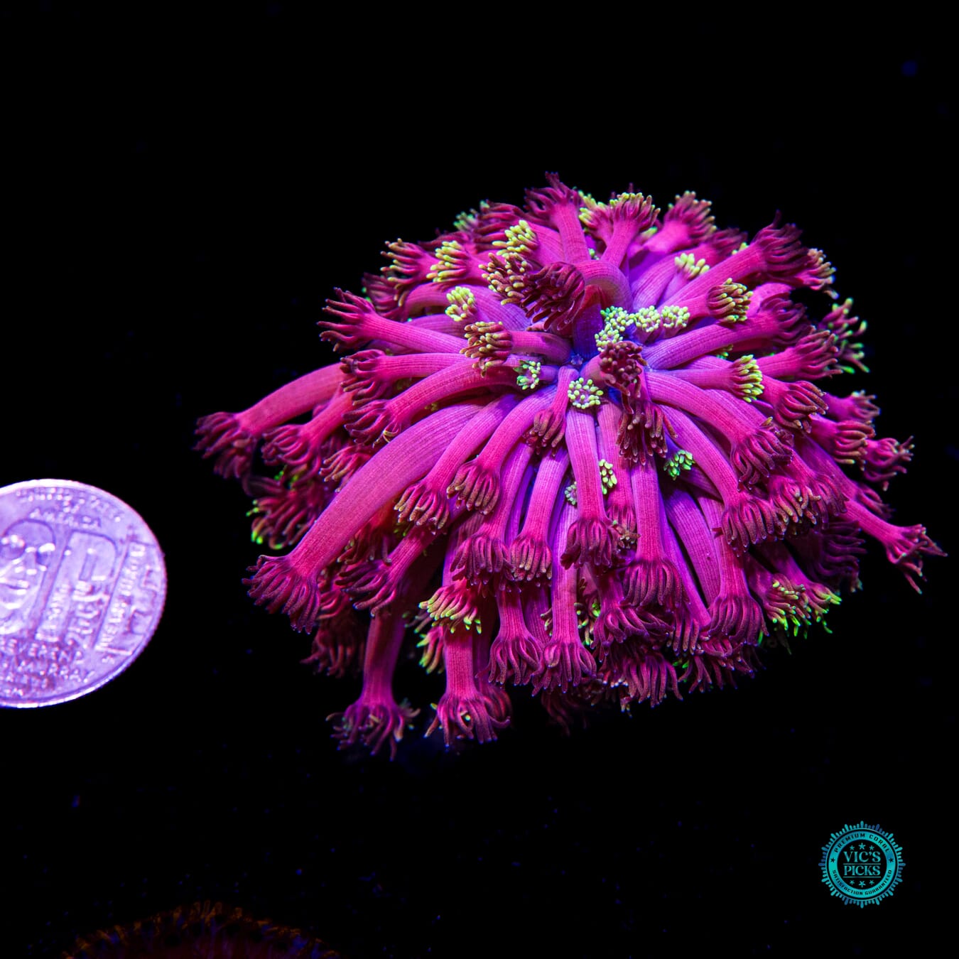 WWC Hollywood Nights Goniopora - Actinic Photo