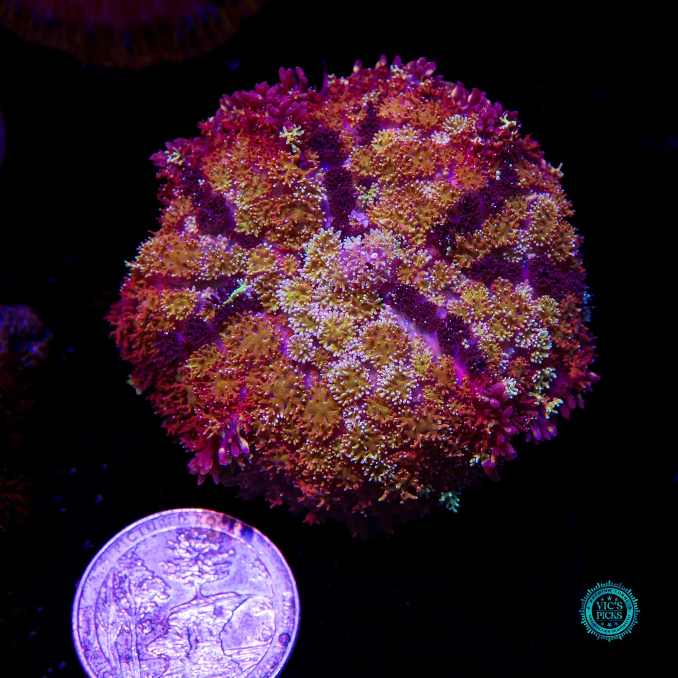 Shangri La Carpet Mushroom - Actinic Photo