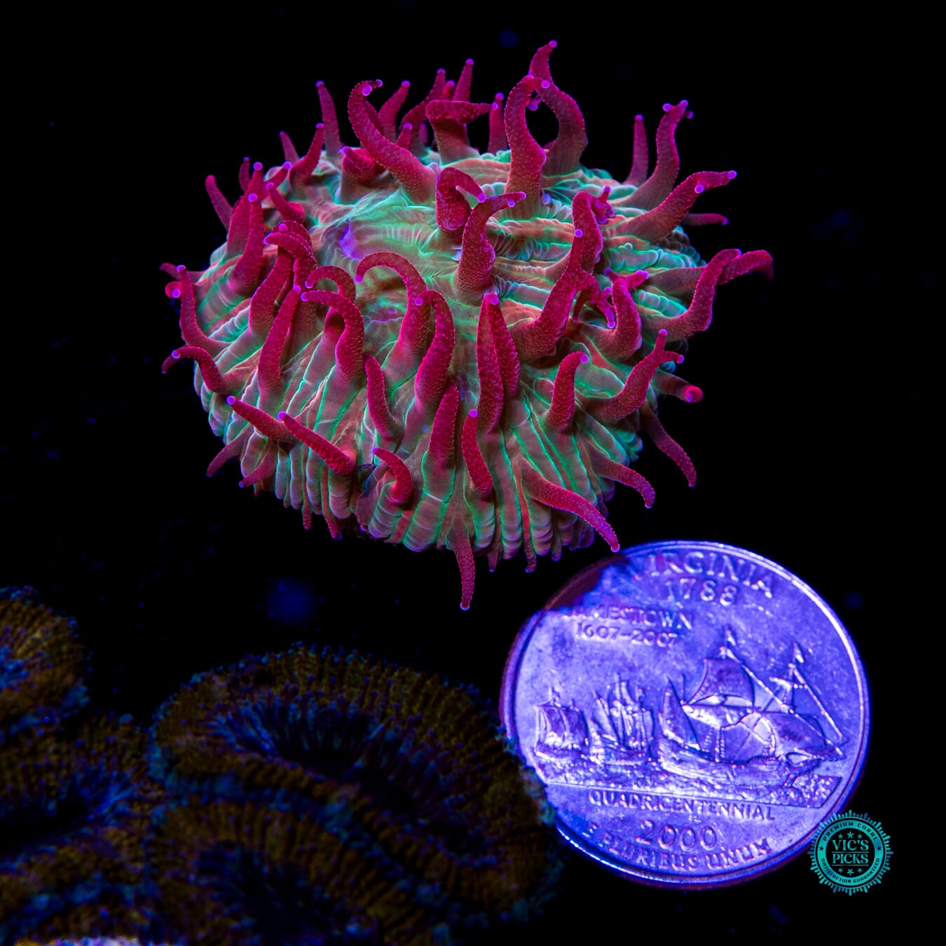 WWC Zombie Apocalypse Diaseris - Actinic Photo