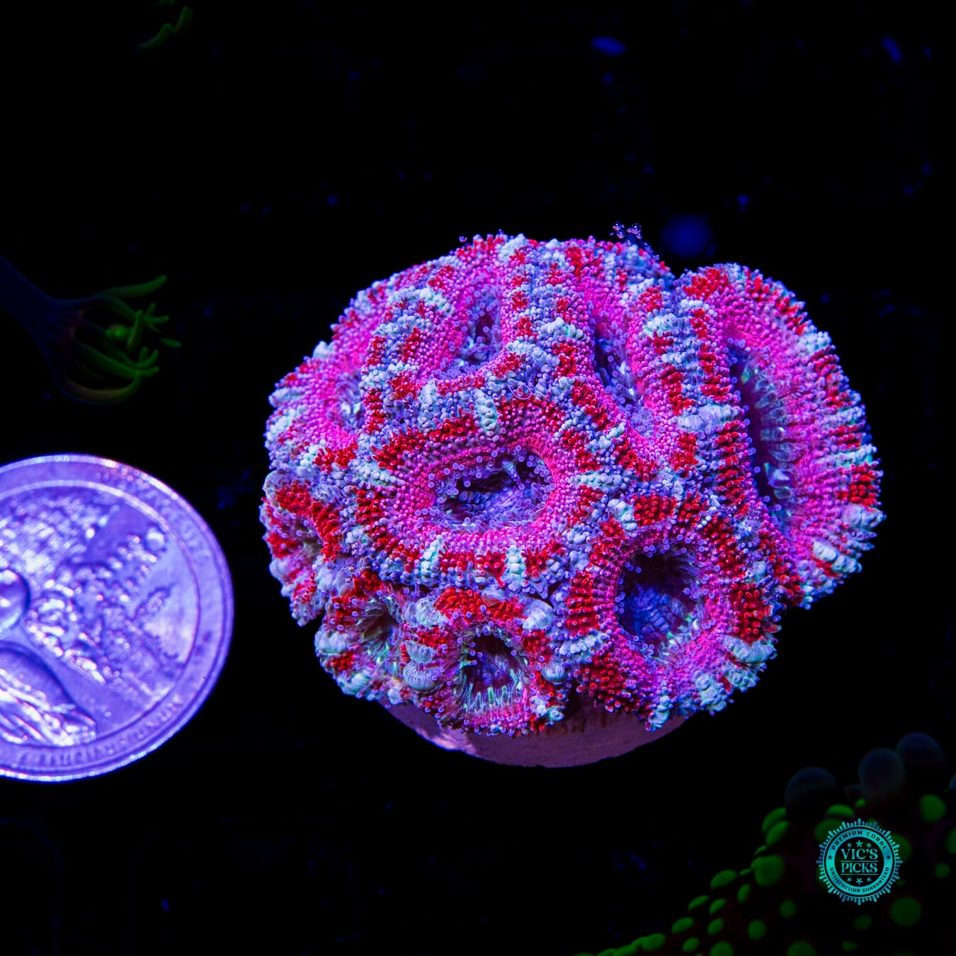 Cotton Candy Aussie Lord - Actinic Photo