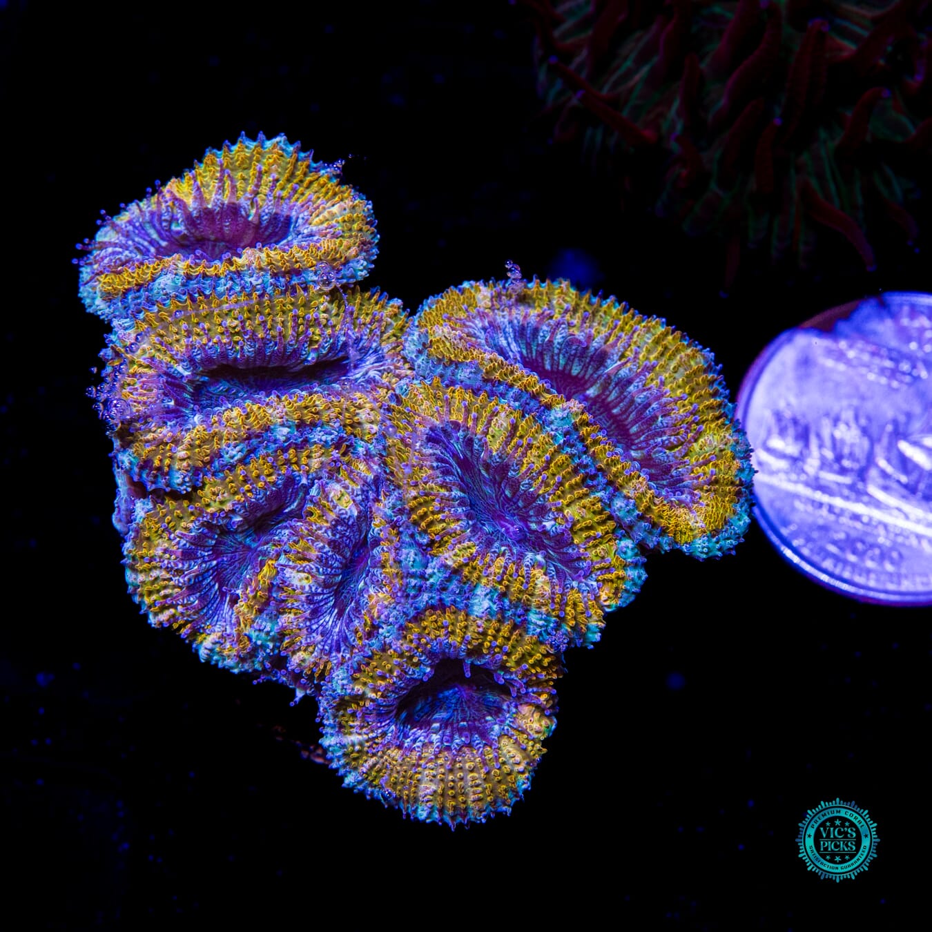 Golden Monkey Aussie Lord - Actinic Photo