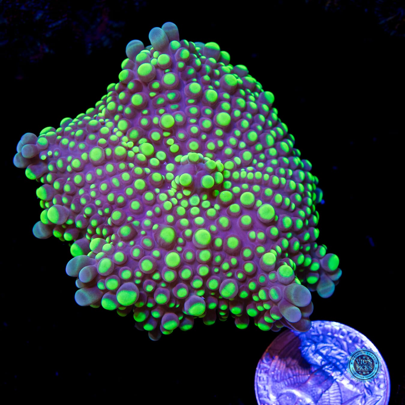 Lemon Lime Lovin Yuma Mushroom - Actinic Photo