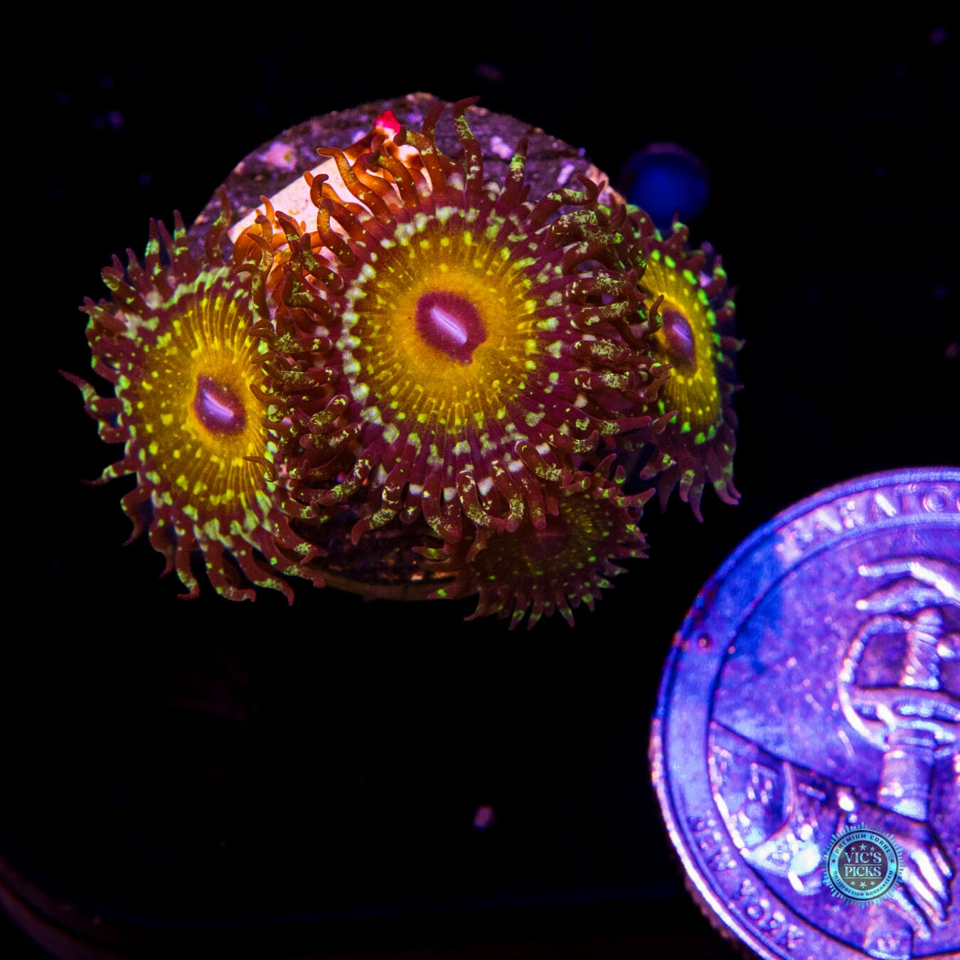 Godbeast Zoanthids - Actinic Photo