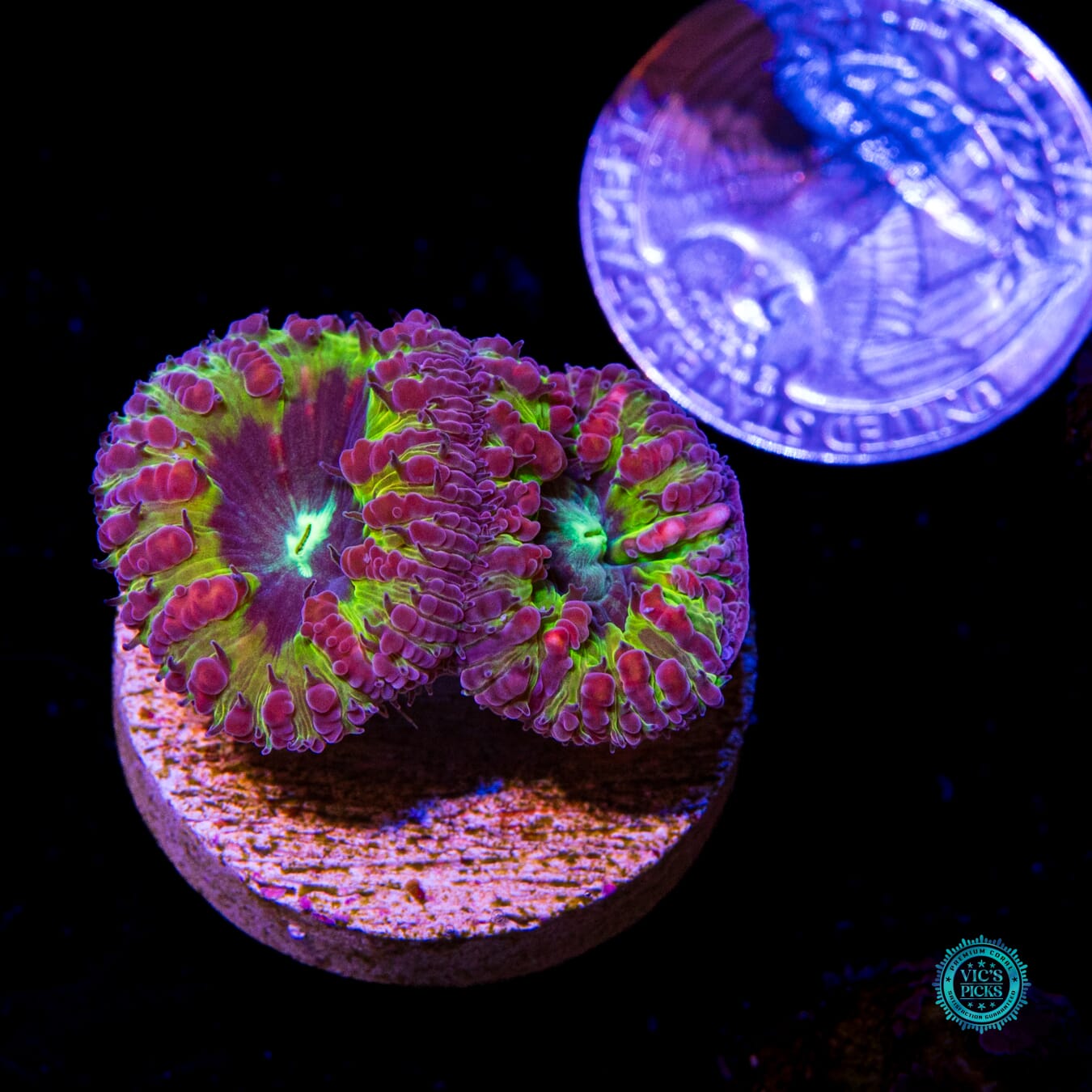 Pipe Dream Blastomussa - Actinic Photo
