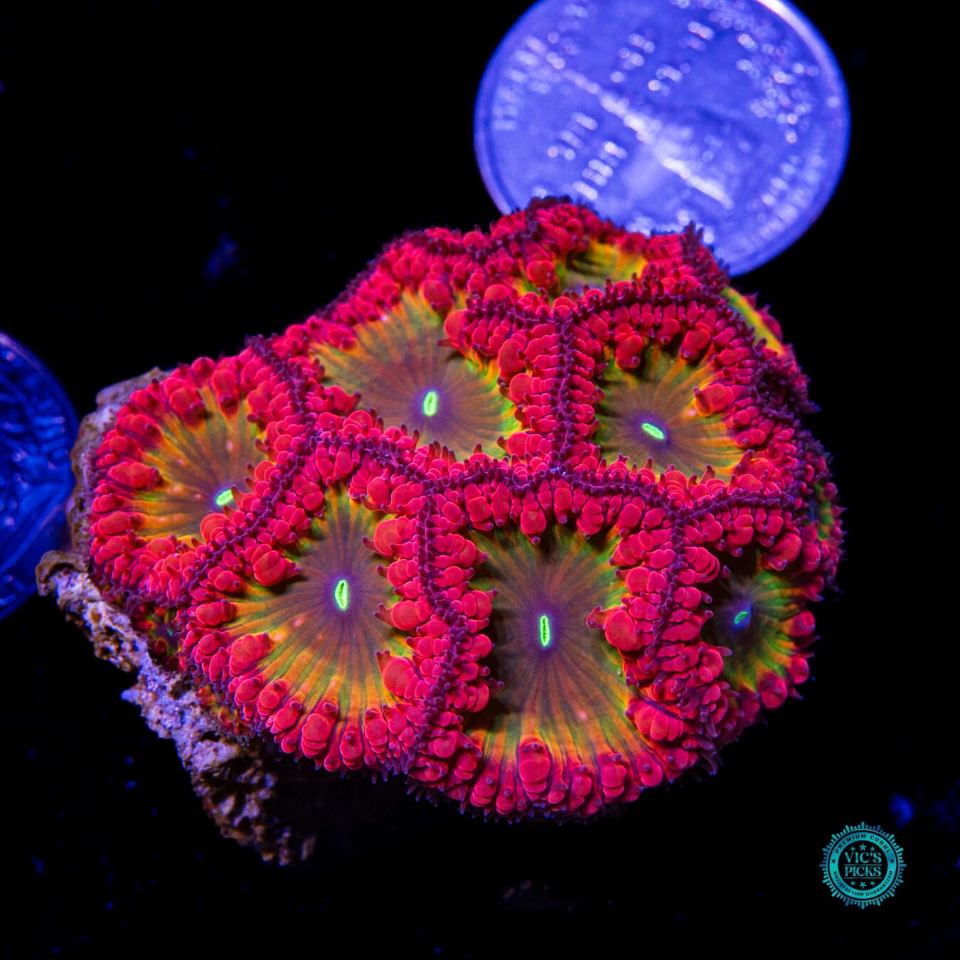 WWC Rainbow Blastomussa - Actinic Photo