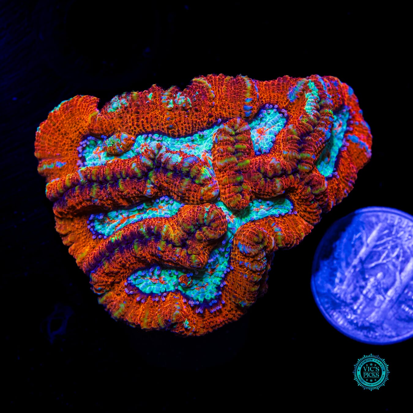 Blood Tiger Symphyllia Wilsoni - Actinic Photo