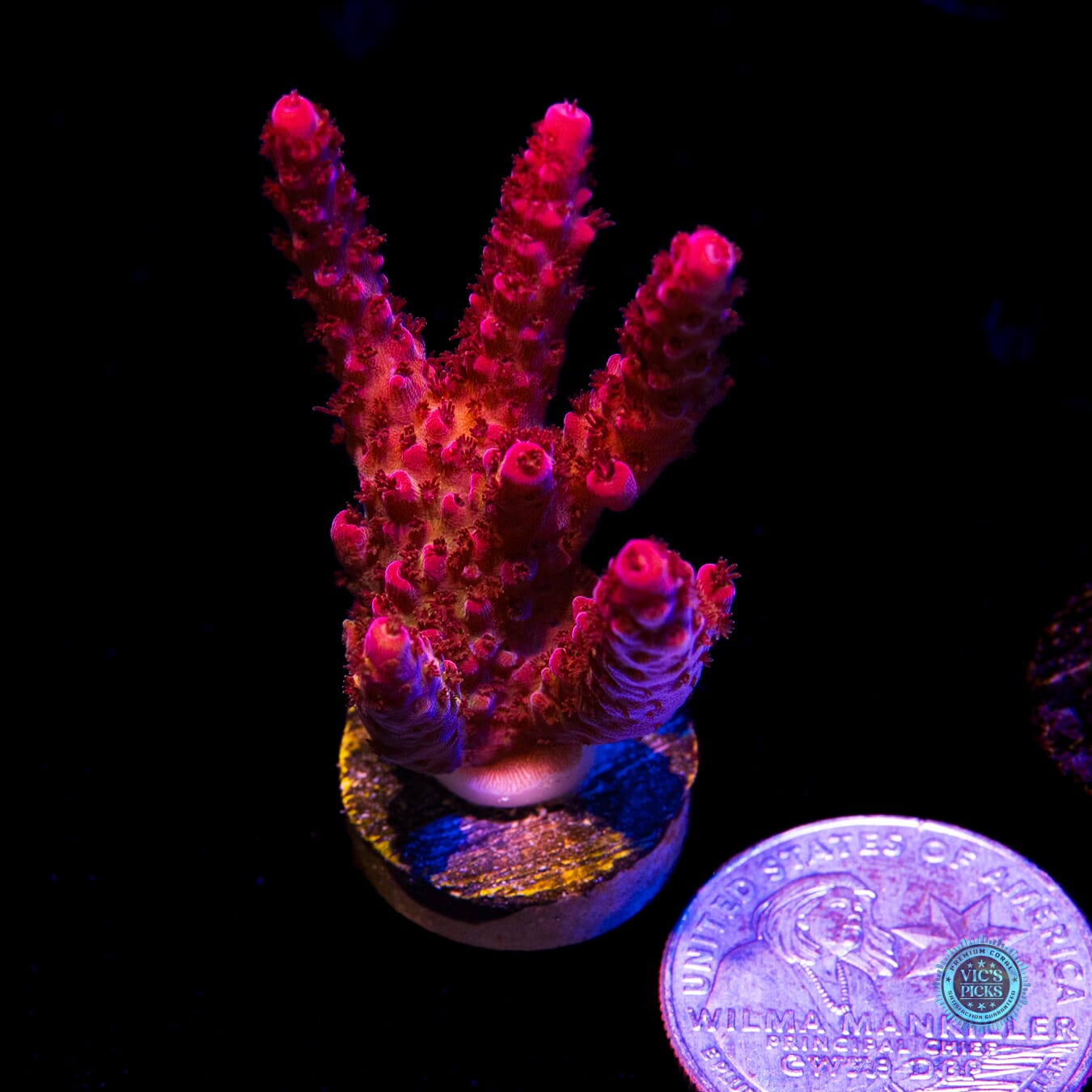 PC Rainbow Acropora - Actinic Photo