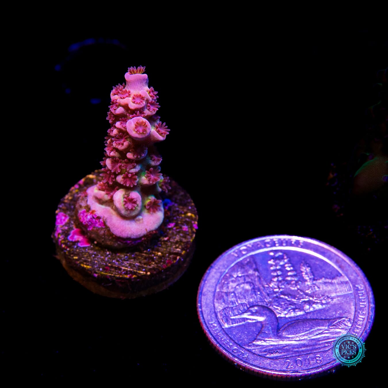 WWC Maximum Effort Tenuis Acropora - Actinic Photo