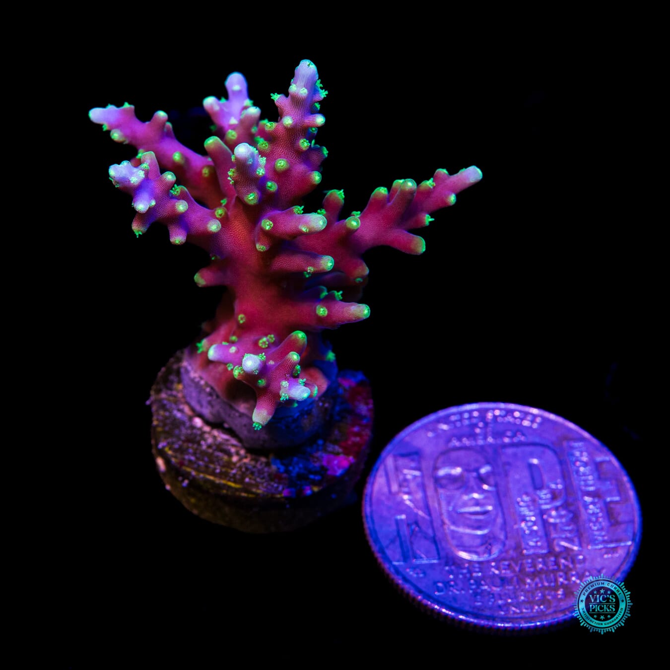 WWC Moonshine Acropora - Actinic Photo