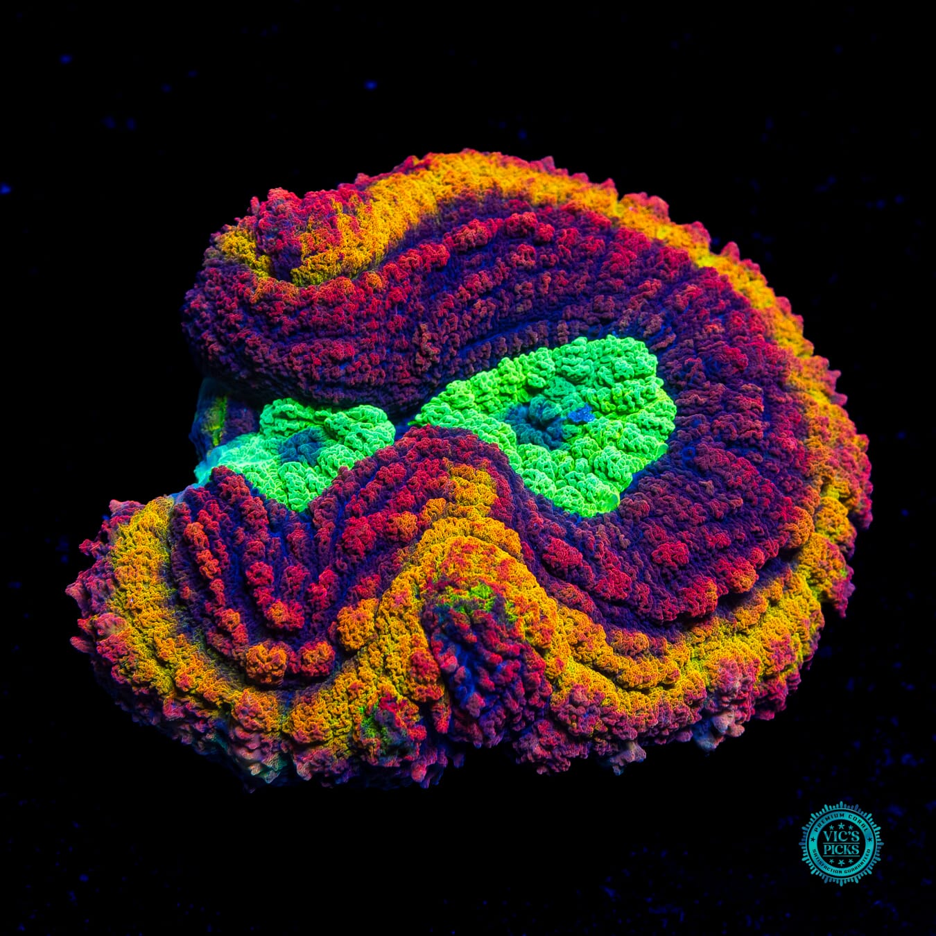 Pirate's Plunder Symphyllia - Actinic Photo