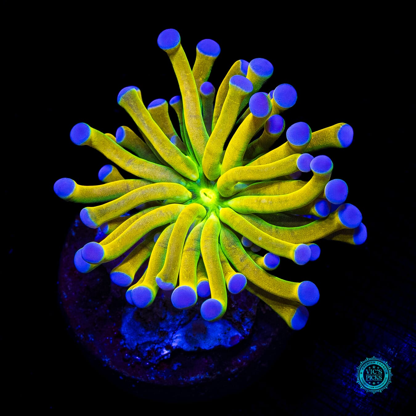 WWC In-House Spawned Banana Grail Torch - Actinic Photo