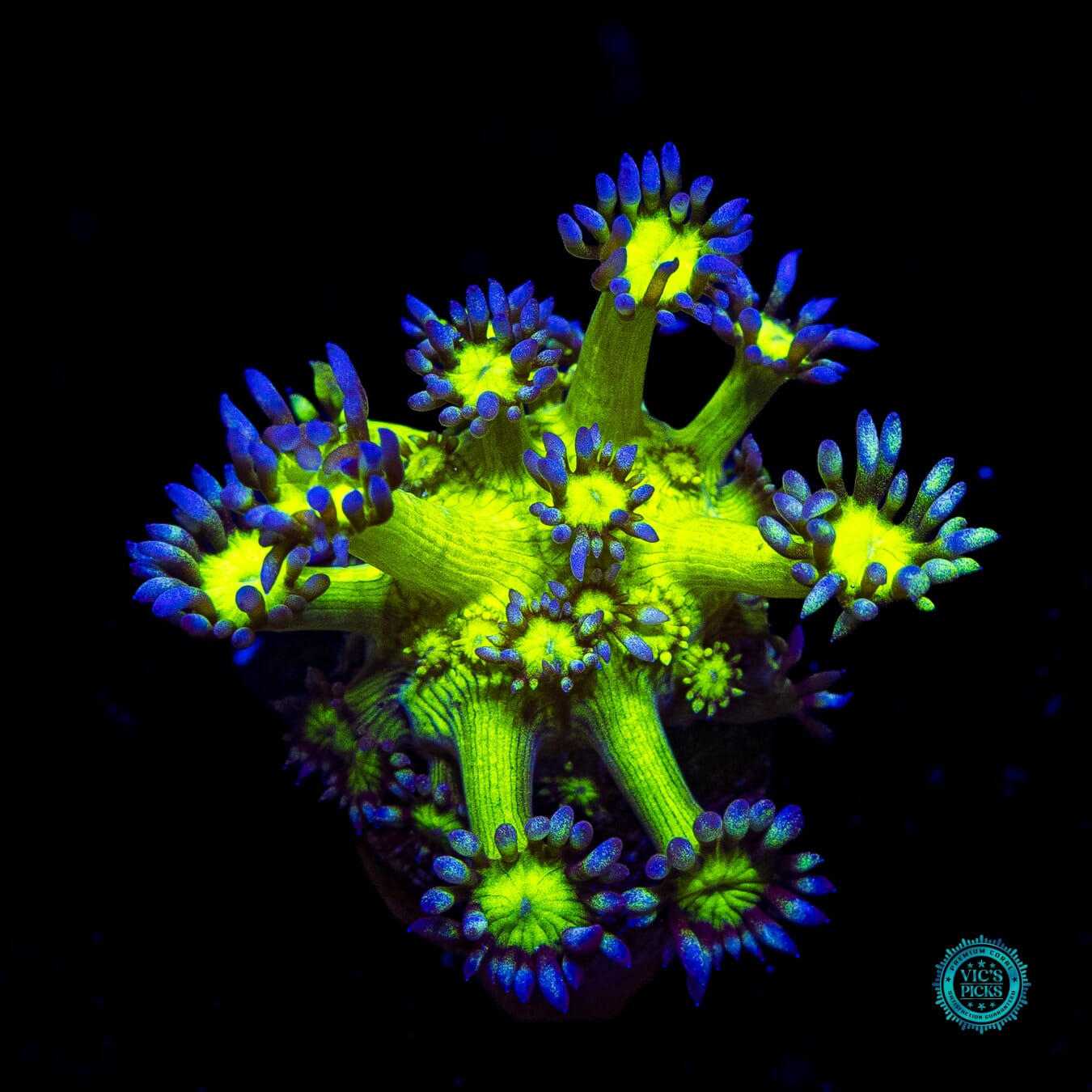 WWC Shadow Flame Goniopora - Actinic Photo