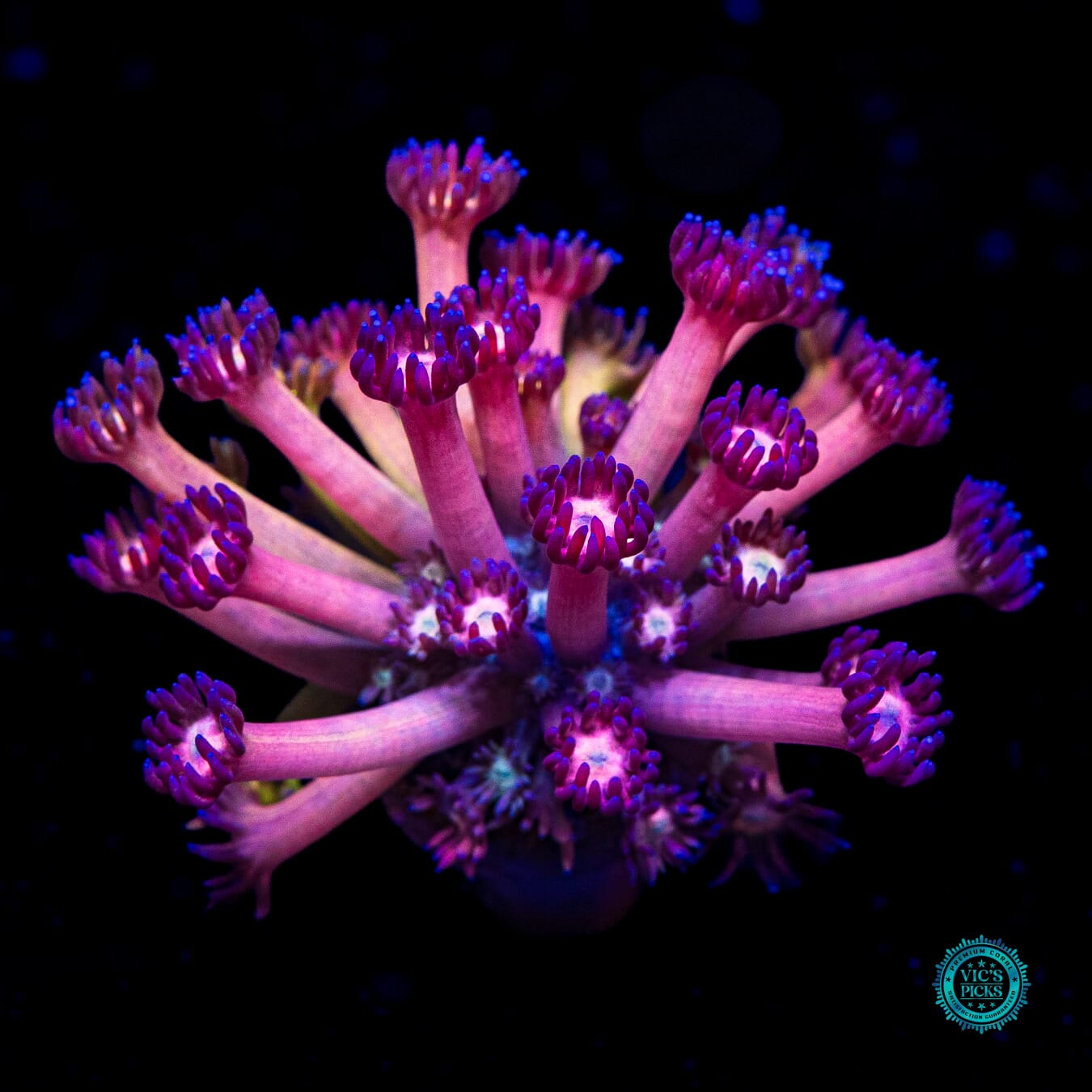 WWC Hydralisk Goniopora - Actinic Photo