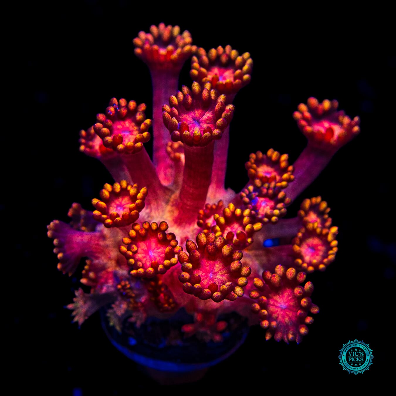 WWC Firelord Goniopora - Actinic Photo