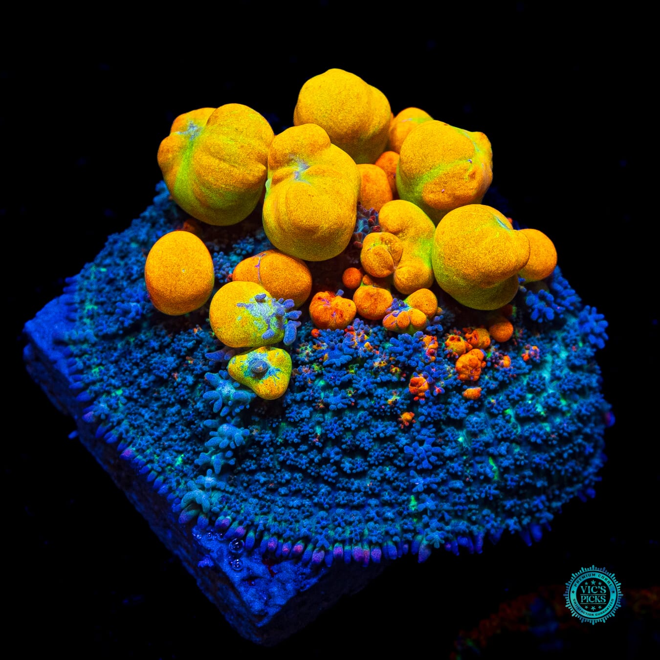 WWC OG Bounce Mushroom - Actinic Photo