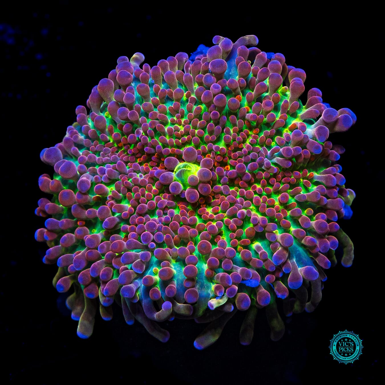 Stormrage Yuma Mushroom - Actinic Photo