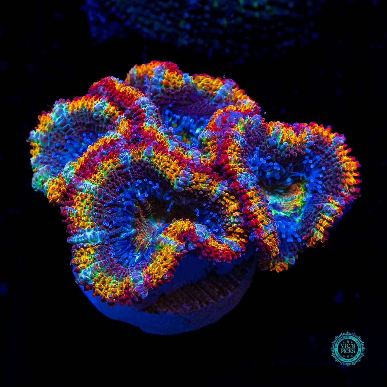 Pure Paradise Aussie Lord - Actinic Photo