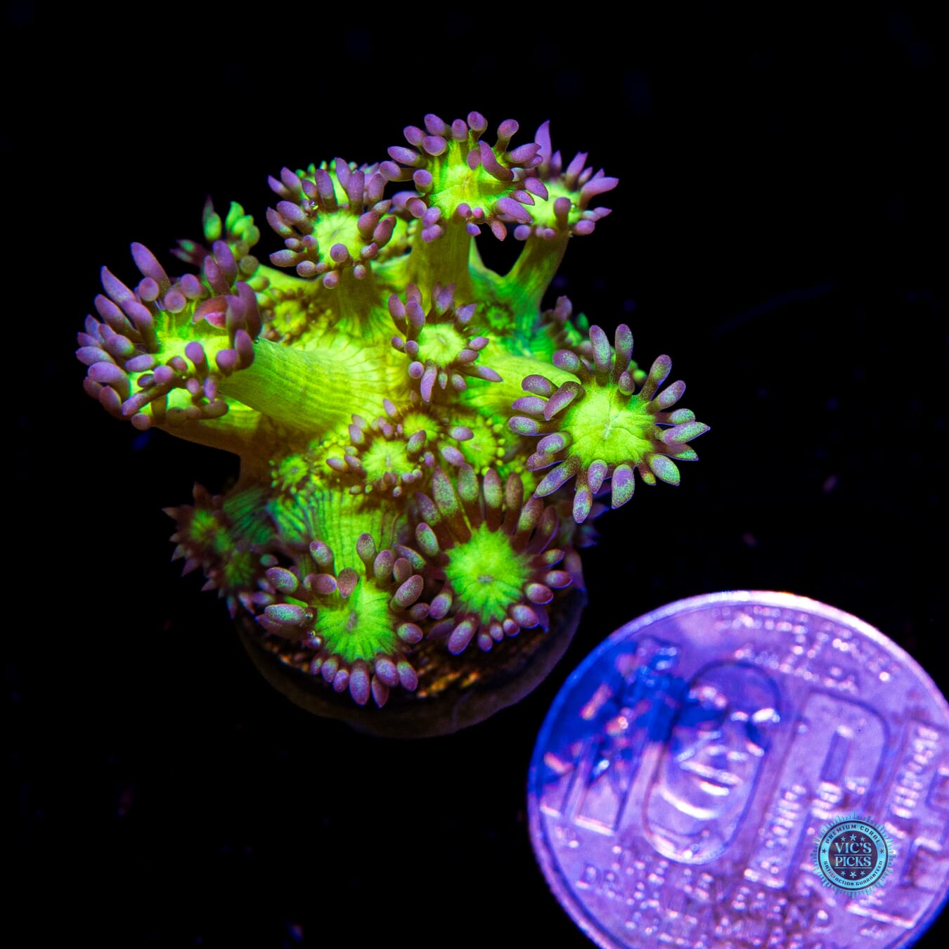 WWC Shadow Flame Goniopora - Daylight Photo