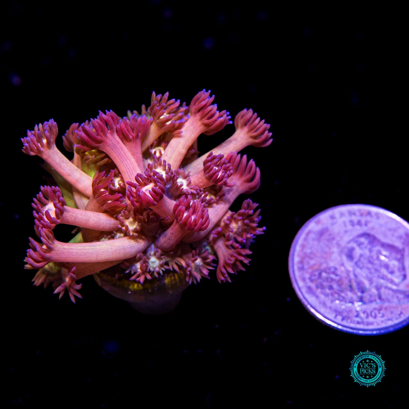 WWC Hydralisk Goniopora - Daylight Photo