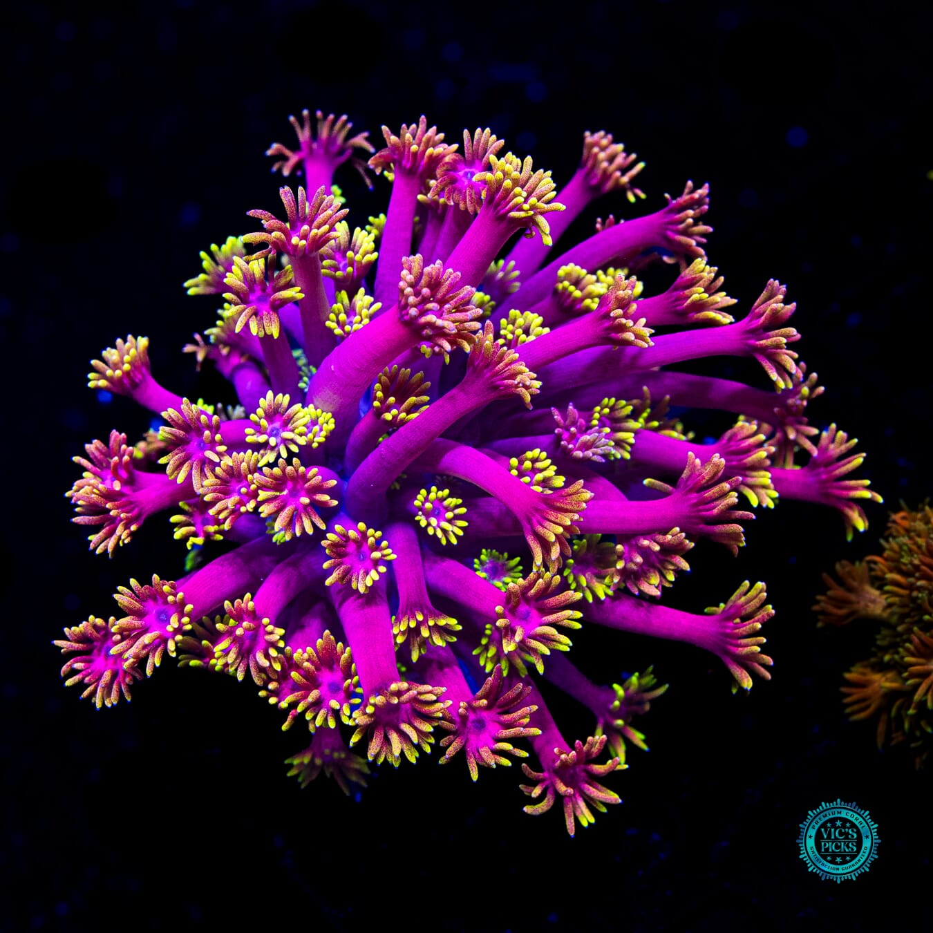 WWC Hollywood Nights Goniopora - Actinic Photo